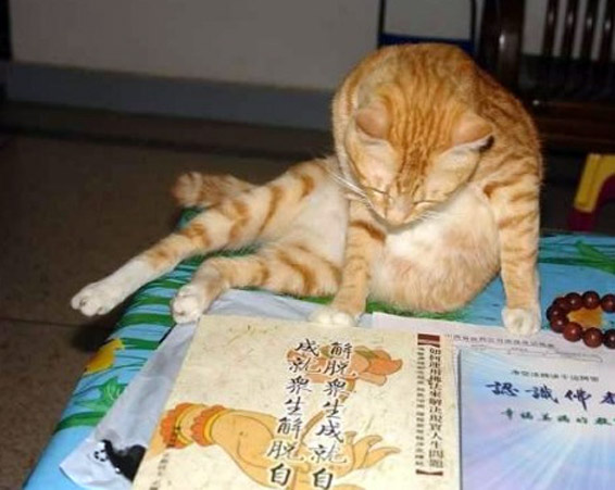 Ученый кот