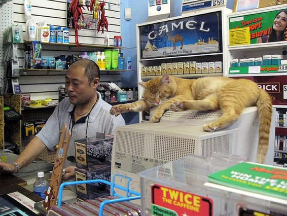 Коты в магазине