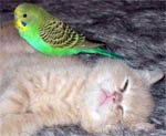 Кот и попугай