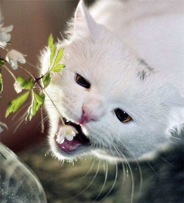 Ваша кошка ест цветы?