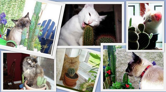 Кошки и кактусы