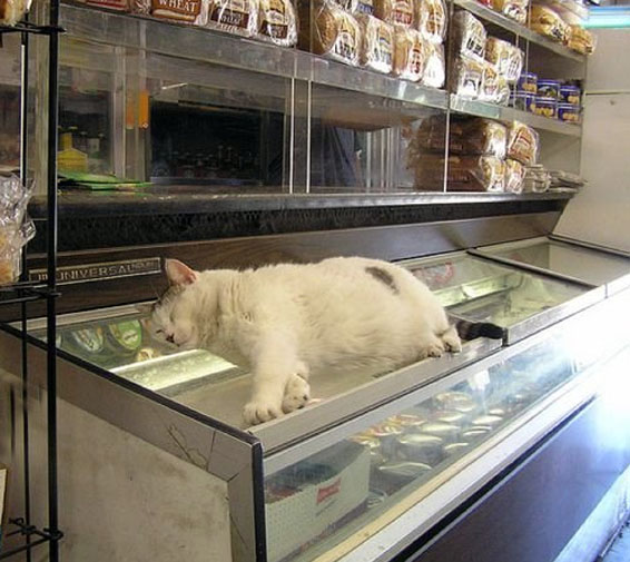 Коты в магазине