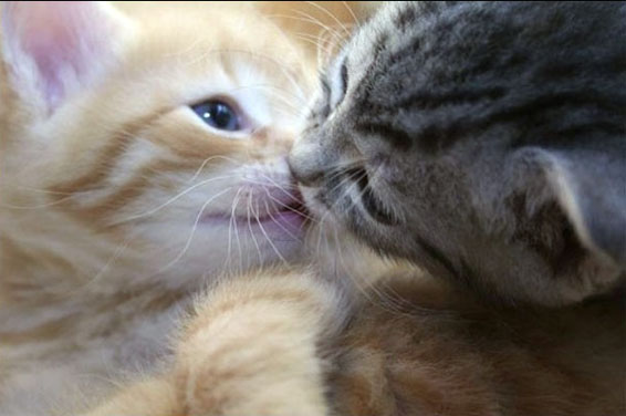 Поцелуи