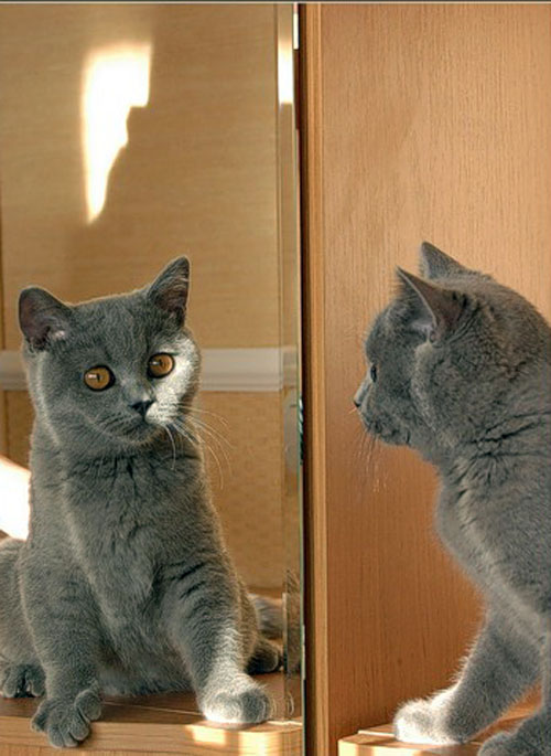 Коты у зеркала