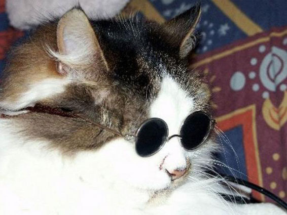 Коты в очках