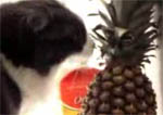 Кот и ананас