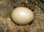 Яйцо и воришка в шубке