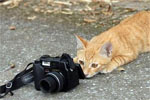 Фотограф-кот