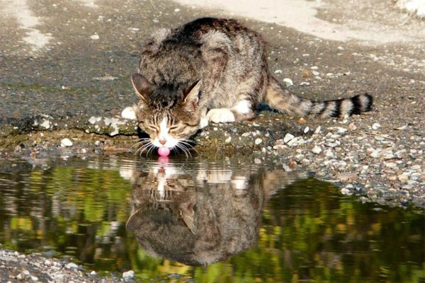 Как кошки пьют воду