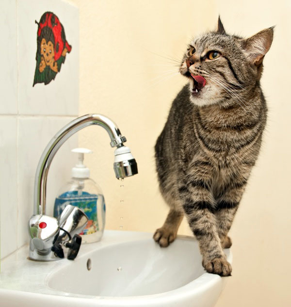 Как кошки пьют воду