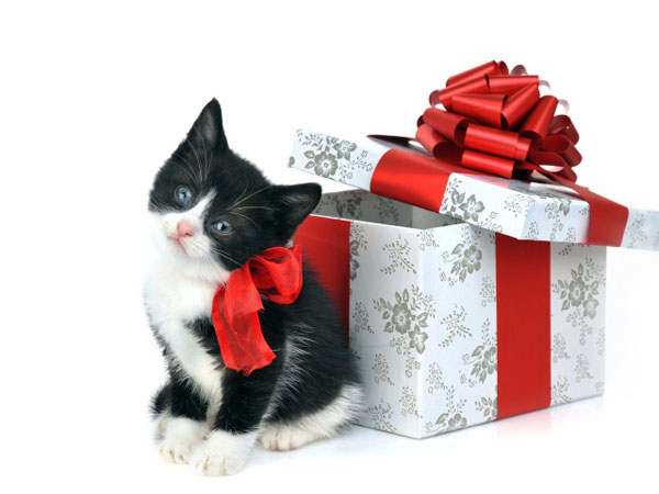Подарок для кошки