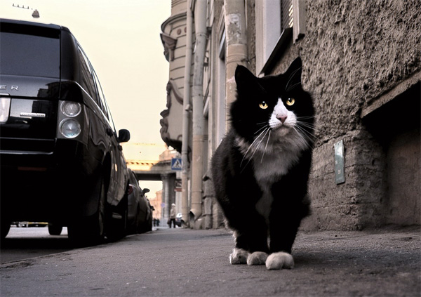 Коты и кошки на прогулке