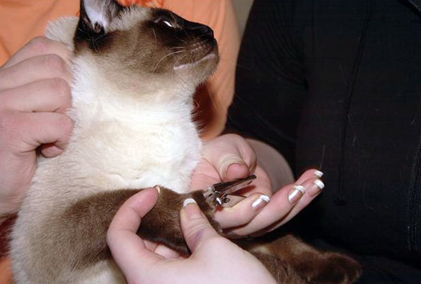 Как подстричь ногти кошке чтобы она не царапалась