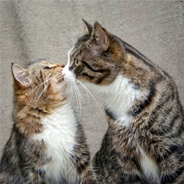 Любовь и кошки