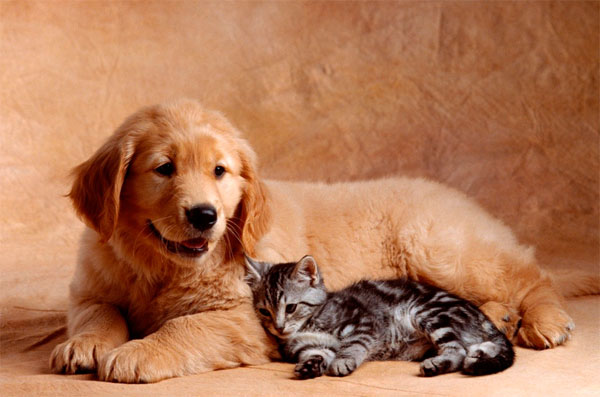 Кот и пес