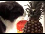 Кот и ананас