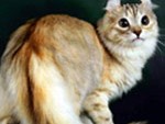 Коты породы керл